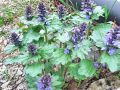 133_01_03cb_skrecnik_dlakavi_Ajuga_genevensis_2014_04120054.jpg