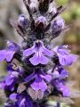 133_01_03cd_Skrecnik_dlakavi_Ajuga_genevensis_DSC09225a.jpg