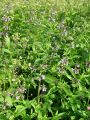 133_12_06ba_cisljak_mocvirnati_Stachys_palustris_DSC03525.JPG