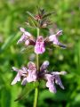 133_12_06bd_cisljak_mocvirnati_Stachys_palustris_DSC03523.JPG