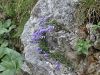 135_01_01ba_zvoncica_Zoisova_Campanula_zoysii_IMG_3220a.jpg