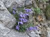 135_01_01bb_zvoncica_Zoisova_bb_Campanula_zoysii_IMG_3252a.jpg