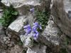 135_01_01bc_zvoncica_Zoisova_Campanula_zoysii_IMG_3219a.jpg