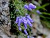 135_01_01bd_zvoncica_Zoisova_Campanula_zoysii_IMG_3217a.jpg