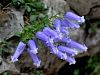 135_01_01be_zvoncica_Zoisova_Campanula_zoysii_IMG_3212aa.jpg