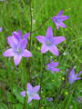 Filename=135_01_02ab_zvoncica_razprostrta_Campanula_patula_ab.jpg
Filesize=189KB
Dimensions=675x900
Date added=Jun 22, 2008 135_01_02ab_zvoncica_razprostrta_Campanula_patula_ab.jpg