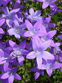135_01_02ac_zvoncica_razprostrta_Campanula_patula_ac.jpg