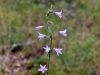 135_01_03cb_zvoncica_repusceva_Campanula_rapunculus_2015-04-30_IMG_0315a.jpg