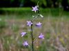 135_01_03cc_zvoncica_repusceva_Campanula_rapunculus_2015-04-30_IMG_0296a.jpg