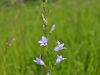 135_01_03ce_zvoncica_repusceva_Campanula_rapunculus_IMG_6090a.jpg