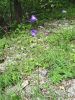 135_01_04bb_Zvoncica_breskovolistna_Campanula_persicifolia_DSC09727.JPG