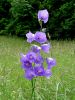 135_01_04bc_Zvoncica_breskovolistna_Campanula_persicifolia_DSC00128.JPG