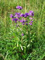 Filename=135_01_09aa_zvoncica_klobcasta_campanula_glomerata_2009_06080006.jpg
Filesize=383KB
Dimensions=675x900
Date added=Aug 05, 2009 135_01_09aa_zvoncica_klobcasta_campanula_glomerata_2009_06080006.jpg