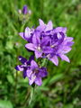 135_01_09ab_zvoncica_klobcasta_Campanula_glomerata_ab.jpg