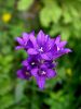 Filename=135_01_09bc_Zvoncica_klobcasta_Campanula_glomerata_DSC00161a.jpg
Filesize=147KB
Dimensions=675x900
Date added=Mar 16, 2019 135_01_09bc_Zvoncica_klobcasta_Campanula_glomerata_DSC00161a.jpg