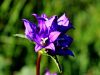 Filename=135_01_09bd_zvoncica_klobcasta_Campanula_glomerata_IMG_2260aa.jpg
Filesize=157KB
Dimensions=900x675
Date added=Mar 16, 2019 135_01_09bd_zvoncica_klobcasta_Campanula_glomerata_IMG_2260aa.jpg