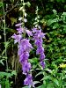 135_01_16bb_Zvoncica_repuscevolistna_Campanula_rapunculoides_DSC01794.JPG