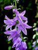 135_01_16bd_Zvoncica_repuscevolistna_Campanula_rapunculoides_DSC01791.JPG
