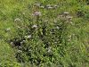 136_01_01ab_Konjska_griva_Eupatorium_cannabinum_IMG_3151.JPG
