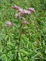 136_01_01ac_konjska_griva_Eupatorium_cannabinum_aa.jpg