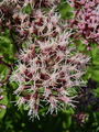 Filename=136_01_01ad_konjska_griva_Eupatorium_cannabinum_ab.jpg
Filesize=237KB
Dimensions=675x900
Date added=Jun 22, 2008 136_01_01ad_konjska_griva_Eupatorium_cannabinum_ab.jpg