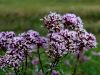 136_01_01bf_konjska_griva_Eupatorium_cannabinum_IMG_2763a.jpg