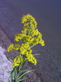136_02_03ab_zlata_rozga_orjaska_Solidago_ginantea_ab.jpg
