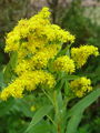 136_02_03bc_orjaska_zlata_rozga_Solidago_gigantea_DSC07666.jpg