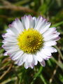 Filename=136_03_01bc_navadna_majnica__Bellis_perennis.jpg
Filesize=142KB
Dimensions=675x900
Date added=Mar 22, 2009 136_03_01bc_navadna_majnica__Bellis_perennis.jpg