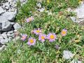 136_04_08ca_Nebina_alpska_Aster_alpinus_2014_07060019.jpg