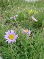 Filename=136_04_08cb_Nebina_alpska_Aster_alpinus_cb.JPG
Filesize=256KB
Dimensions=675x900
Date added=Jun 10, 2011 136_04_08cb_Nebina_alpska_Aster_alpinus_cb.JPG