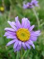 136_04_08cc_Nebina_alpska_Aster_alpinus_cc.jpg
