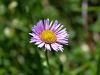 136_04_09cc_nebina_marjeticasta_Aster_bellidiastrum_IMG_2138a.jpg