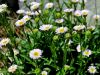 136_05_05bb_suholetnica_mnogolična_Erigeron_glabratus_IMG_2912a.jpg