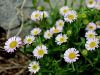 136_05_05bc_suholetnica_mnogolična_Erigeron_glabratus_IMG_2915a.jpg