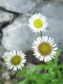 136_05_05cc_Suholetnica_mnogolicna_cc_Erigeron_glabratus_DSC03564.jpg