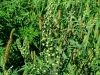 136_29_01bc_zvrklja_pelinolistna_Ambrosia_artemisifolia_2014_08170044a.jpg