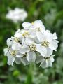 136_34_02cc_planinski_pelin_Achillea_clavenae_cc.jpg