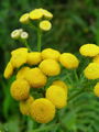 136_37_01ab_vratic_navadni_Tanacetum_vulgare_ab.jpg