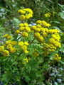 136_37_01bb_navadni_vraticTanacetum_vulgare.jpg