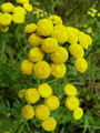 136_37_01bc_navadni_vratic_Tanacetum_vulgare_DSC02193.jpg