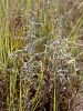 136_39_05cc_pelin_modrikasti_Artemisia_caerulescens_IMG_9718.JPG
