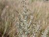 136_39_05cd_pelin_modrikasti_Artemisia_caerulescens_IMG_9717.JPG