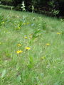 136_44_01ba_navadna_arnika,_brdnja_Arnica_montana_DSC00738.jpg