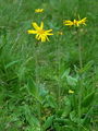 136_44_01bb_navadna_arnika,_brdnja_Arnica_montana_DSC00732.jpg