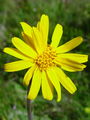 136_44_01bc_navadna_arnika,_brdnja_Arnica_montana_DSC00869.jpg