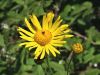 136_45_01cd_divjakovec_avstrijski_Doronicum_austriacum_IMG_4552a.jpg