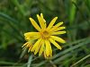 136_47_08cd_grint_mocvirski_Senecio_paludosus_IMG_2379a.jpg