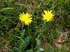 136_47_09cd_grint_divjakovski_Senecio_doronicum_IMG_3306a.jpg