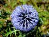 136_52_03cf_Bodoglavec_navadni_Echinops_ritro_IMG_8189a.JPG